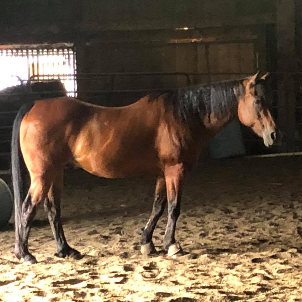 Meet your Posher, Bella